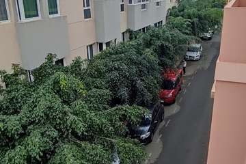 Estado de los árboles en calles de La Montañeta de El Calero Bajo-Telde/TA.