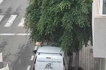 Estado de los árboles en calles de La Montañeta de El Calero Bajo-Telde/TA.