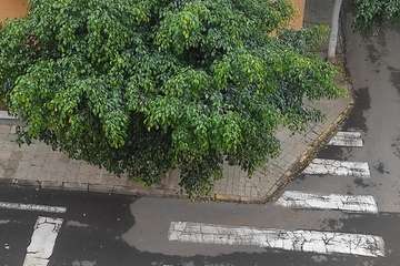 Estado de los árboles en calles de La Montañeta de El Calero Bajo-Telde/TA.