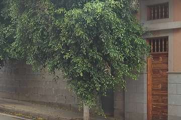 Estado de los árboles en calles de La Montañeta de El Calero Bajo-Telde/TA.