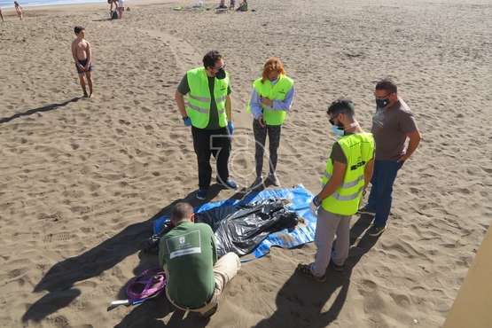Una raya mantelina aparece muerta en la orilla de la playa de Salinetas/TA.