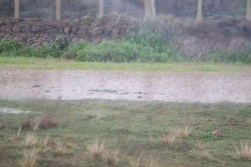  Telde se empapa con las primeras lluvias y el agua comienza a correr por sus barranquillos/TA.