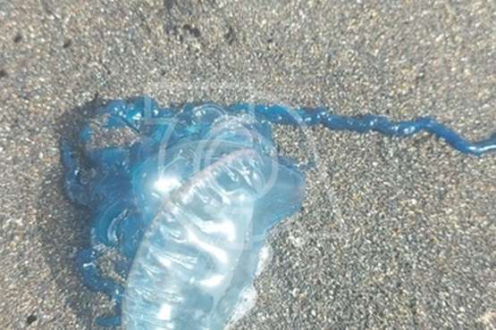 Ejemplares de medusas de carabela portuguesa llegan a las playas de Telde/TA.