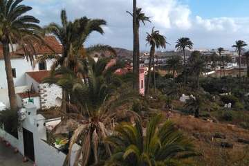  Se reanudan en San Francisco los trabajos para eliminar los viejos troncos de palmera de la finca conventual/TA.