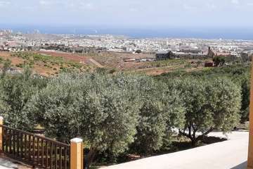 Vista parcial de una de las plantaciones de olivos, con Telde al fondo/Luis Socorro.