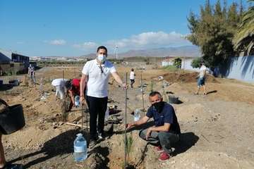 Plantación de pinos marinos y tarajales en una parcela de Melenara/TA.
