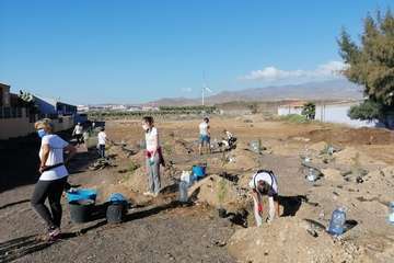 Plantación de pinos marinos y tarajales en una parcela de Melenara/TA.