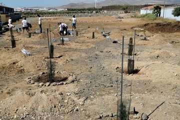 Plantación de pinos marinos y tarajales en una parcela de Melenara/TA.