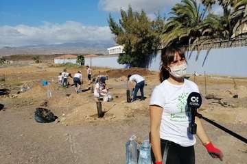 Plantación de pinos marinos y tarajales en una parcela de Melenara/TA.
