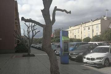 Trabajos de mantenimiento de la arboleda en Salinetas/TA.