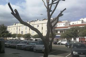 Trabajos de mantenimiento de la arboleda en Salinetas/TA.