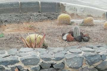 Vandalismo en La Garita contra el jardín de cactus del colectivo Punto y Seguido/TA.