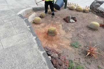 Vandalismo en La Garita contra el jardín de cactus del colectivo Punto y Seguido/TA.