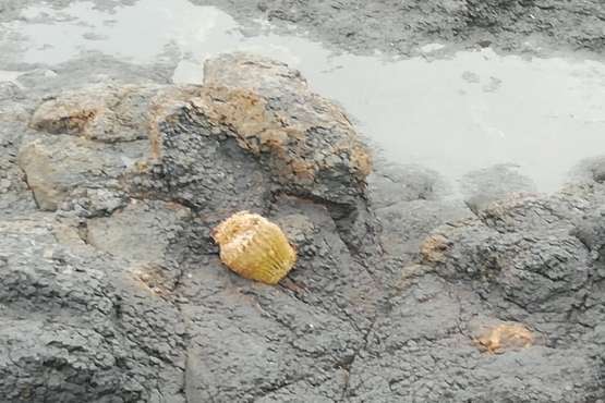Vandalismo en La Garita contra el jardín de cactus del colectivo Punto y Seguido/TA.