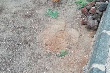 Vandalismo en La Garita contra el jardín de cactus del colectivo Punto y Seguido/TA.