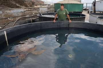 Taliarte, el aliado del Centro de Recuperación de Fauna/TA.