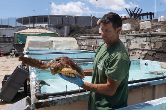 Taliarte, el aliado del Centro de Recuperación de Fauna/TA.