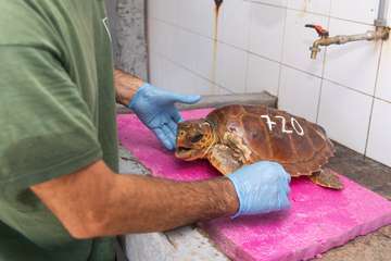 Taliarte, el aliado del Centro de Recuperación de Fauna/TA.