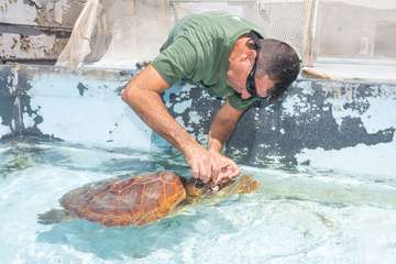 Taliarte, el aliado del Centro de Recuperación de Fauna/TA.