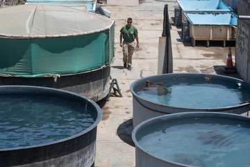 Taliarte, el aliado del Centro de Recuperación de Fauna/TA.