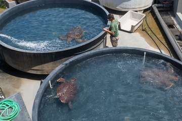 Taliarte, el aliado del Centro de Recuperación de Fauna/TA.