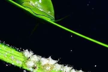 Fotografía de un alga submarina con un caracol/Marcos  González y W. Vega.