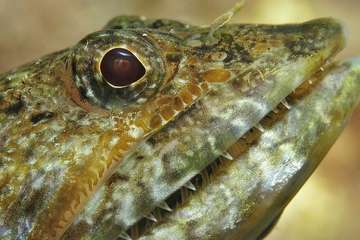 Dientes de  un pez/Elsa Torres y Emilio Imbermón.