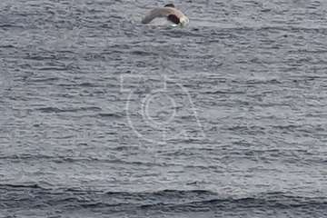 Vara una ballena muerta en la playa de Ojos de Garza (Telde)/TA.