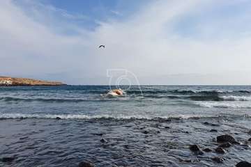 Vara una ballena muerta en la playa de Ojos de Garza (Telde)/TA.