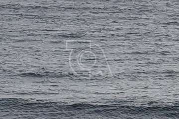 Vara una ballena muerta en la playa de Ojos de Garza (Telde)/TA.