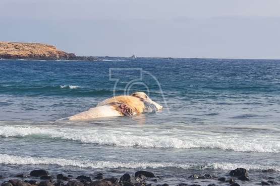 Vara una ballena muerta en la playa de Ojos de Garza (Telde)/TA.