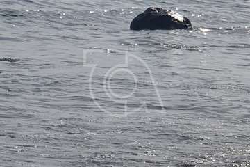 La ballena que varó muerta en la costa de Telde, trasladada al vertedero de Juan Grande/TA y C7.