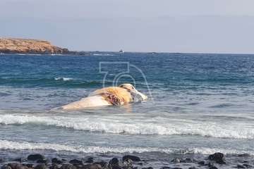 La ballena que varó muerta en la costa de Telde, trasladada al vertedero de Juan Grande/TA y C7.