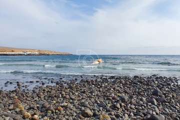 La ballena que varó muerta en la costa de Telde, trasladada al vertedero de Juan Grande/TA y C7.