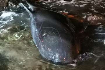 Una cría de ballena calderón vara muerta en la playa de Ojos de Garza (Telde)/TA.