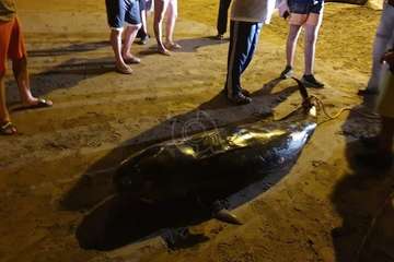 Una cría de ballena calderón vara muerta en la playa de Ojos de Garza (Telde)/TA.