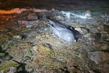 Una cría de ballena calderón vara muerta en la playa de Ojos de Garza (Telde)/TA.