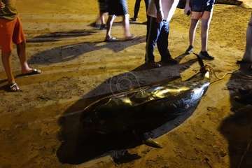 Una cría de ballena calderón vara muerta en la playa de Ojos de Garza (Telde)/TA.