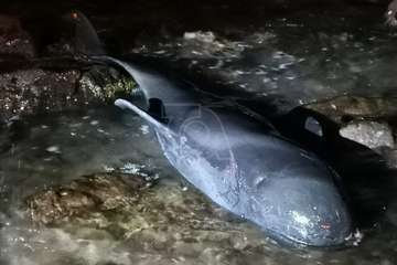 Una cría de ballena calderón vara muerta en la playa de Ojos de Garza (Telde)/TA.