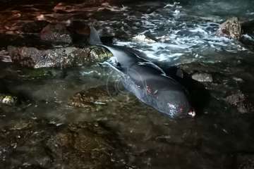 Una cría de ballena calderón vara muerta en la playa de Ojos de Garza (Telde)/TA.
