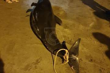 Una cría de ballena calderón vara muerta en la playa de Ojos de Garza (Telde)/TA.