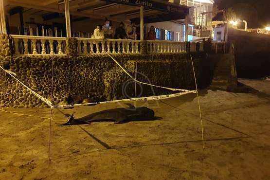 Una cría de ballena calderón vara muerta en la playa de Ojos de Garza (Telde)/TA.