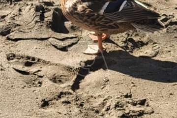 Un pato se pasea por Salinetas/TA.