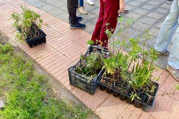 Pequeña plantación de especies canarias en la urbanización La Vega/TA.