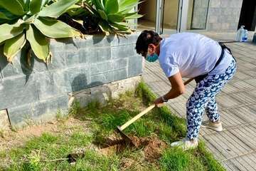 Pequeña plantación de especies canarias en la urbanización La Vega/TA.