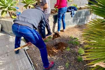 Pequeña plantación de especies canarias en la urbanización La Vega/TA.
