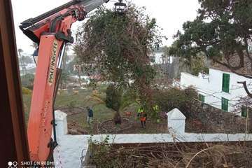 Poda de árboles en Las Longueras y San Francisco/TA.