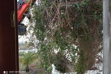 Poda de árboles en Las Longueras y San Francisco/TA.
