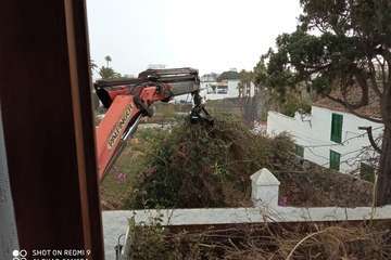 Poda de árboles en Las Longueras y San Francisco/TA.