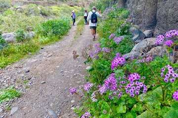 El Corredor Paisajístico de Telde se vuelve florido/TA.